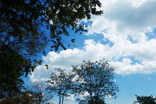 Top of tree branches against blue sky background for nature and environment concept