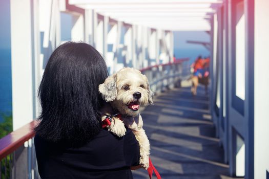 Rear view of woman holding cutely white short hair Shih tzu dog for pet concept