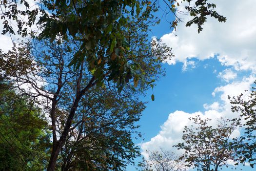 Top of tree branches against blue sky background for nature and environment concept