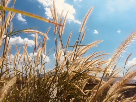 Feather grass field against blue sky background for nature and environment concept