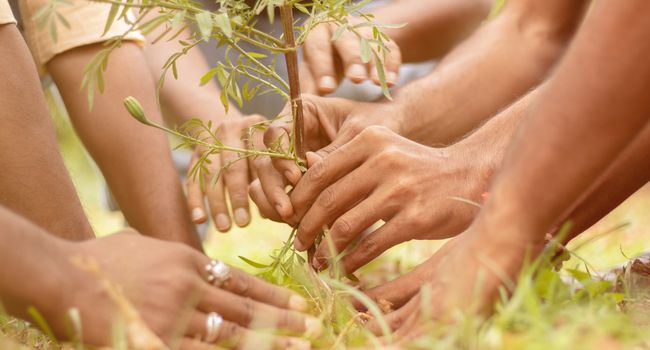 Close up of people hands planting tree seedling in park - volunteering, charity, people and ecology concept to save trees and environmental conservation