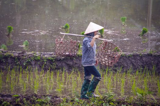 Editorial. A Vietnamese rice farmer carrying a woven basket to transport rice seedlings in Ha giang, Vietnam