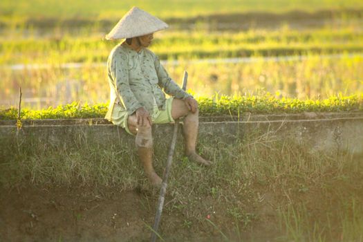 Editorial. A Vietnamese rice farmer sitting to take a break among the rice paddy during sunset