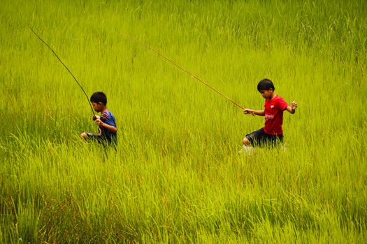 Editorial. Cambodian kids carrying fishing poles and running among the rice paddy in Kampot, Cambodia