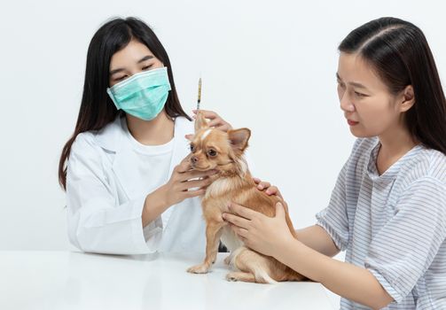 vet doctor is examining the dog and treating it by injecting medicine in clinic with the pet owner next to it. pet care concept