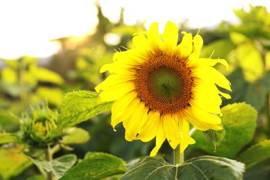 Sunflower natural background. Sunflower blooming. Sunflower field landscape 