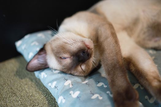 Brown beige cat. Siamese cat resting on floor