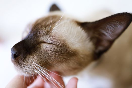 Brown beige cat. Siamese cat resting on floor