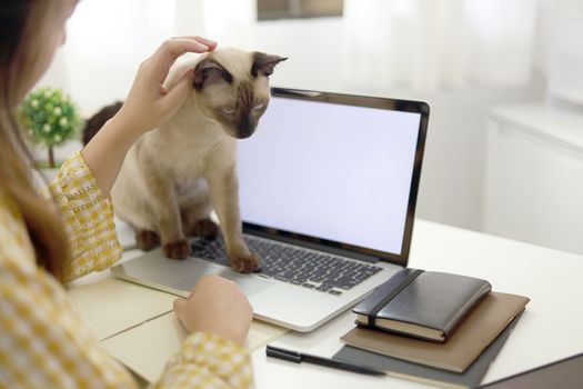 Coronavirus. Business woman working from home with cat Concept home quarantine, COVID-19, Coronavirus outbreak situation