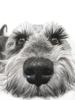 Small black and white miniature schnauzer dog looking at camera