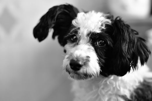 Chinese crested dog portrait on black background