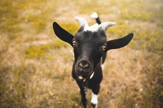 Young goat kid with small horns, looking into camera, blurred nature background