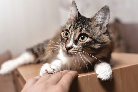 Portrait of a beautiful siberian Cat, which carefully looks into the distance. playing concept. playing funny cat