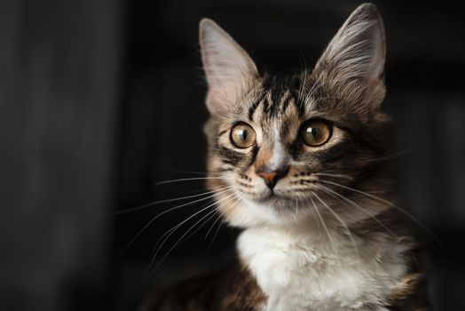 Portrait of a beautiful siberian Cat, which carefully looks into the distance