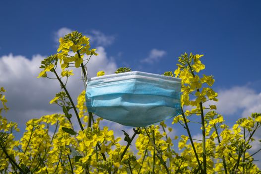 Surgical face mask hanging on yellow rapeseed or mustard seed flowers in a concept of hay fever and respiratory allergies due to pollen against a sunny blue sky