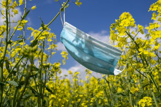 Surgical face mask hanging on yellow rapeseed or mustard seed flowers in a concept of hay fever and respiratory allergies due to pollen against a sunny blue sky