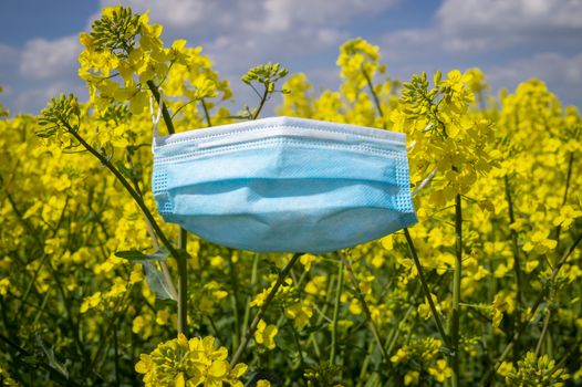 Surgical face mask hanging on yellow rapeseed or mustard seed flowers in a concept of hay fever and respiratory allergies due to pollen against a sunny blue sky