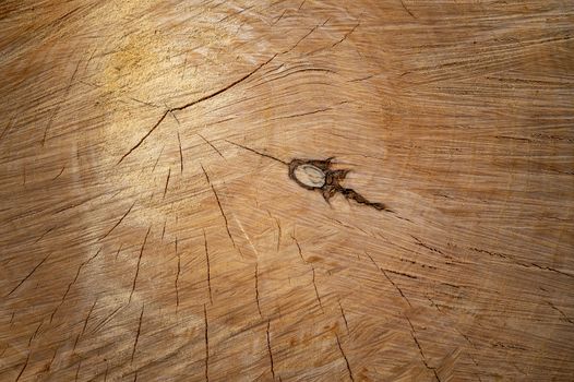 Annual growth rings on logged tree texture background