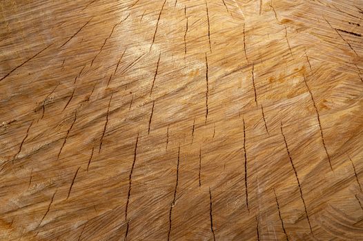 Annual growth rings on logged tree texture background