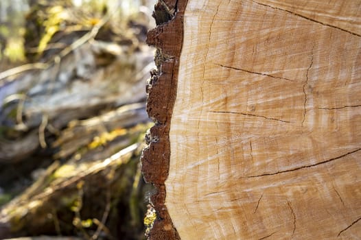 Close up on the cross section of a tree trunk showing the growth rings outdoors in a concept of natural resources and forestry