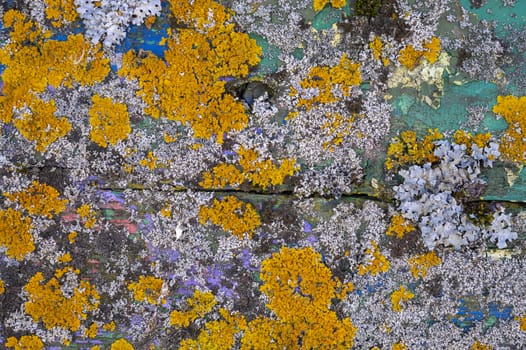 Colorful yellow lichen growing on painted green and blue old weathered wood with peeling paint in a close up full frame background texture