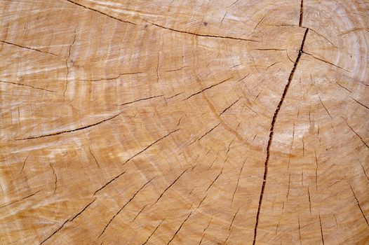 Annual growth rings on logged tree texture background