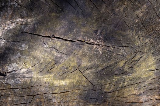 Tree rings old weathered wood texture with the cross section of a cut log showing the concentric annual growth rings as a flat nature background