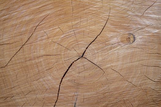 Annual growth rings on logged tree texture background
