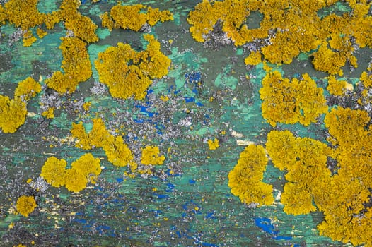 Colorful yellow lichen growing on painted green and blue old weathered wood with peeling paint in a close up full frame background texture