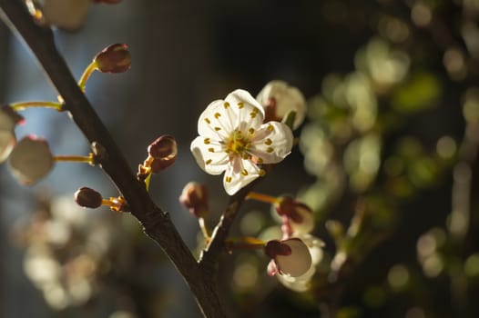 Close up detail of fresh white spring blossom growing on a tree conceptual of the seasons