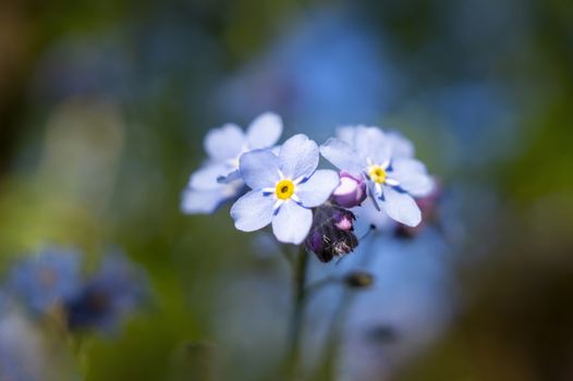 Myosotis sylvatica, the wood forget-me-not or woodland forget-me-not flowers