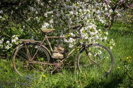 Old bicycle with pair of hiking boots strung over the seat standing in front of flowering bushes of white flowers in a spring garden