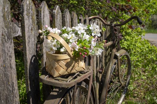 Basket of white spring flowers on an old bicycle parked against a rustic wooden picket fence outdoors in a garden