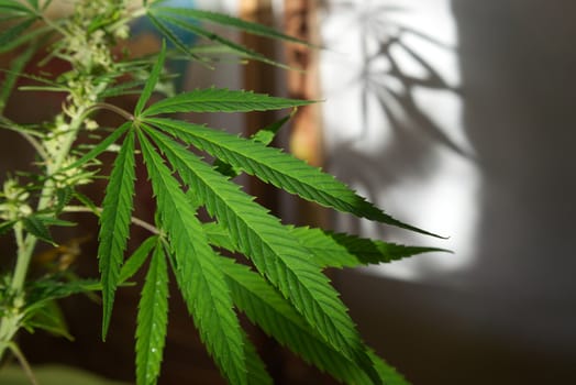 Close up on two fresh green marijuana leaves growing outdoors casting a shadow onto a white wall behind with copy space