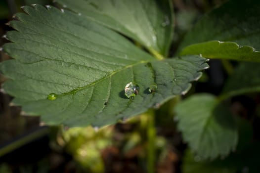 Glistening droplets of water or rain on a broad fresh green leaf outdoors in a garden for bio or eco concepts in close up