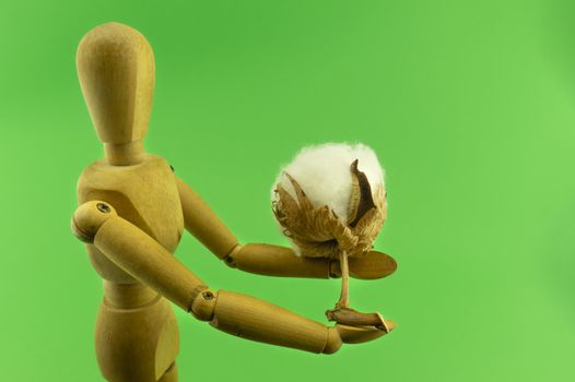 Wooden puppet or figure holding a raw cotton boll over a green background in a natural fiber or ecology conceptual image