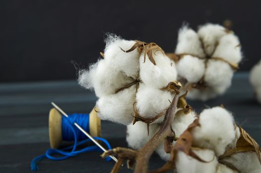 Raw cotton bolls growing on the bush and reel of bright blue yarn on close up with copy space conceptual of an agricultural crop and raw material