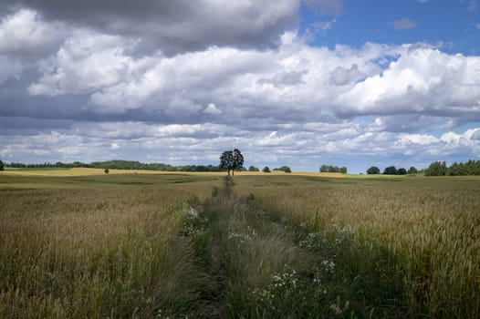 Agricultural landscape with cereal crop growing in a field under a cloudy blue sky in open countryside with distant woodland trees