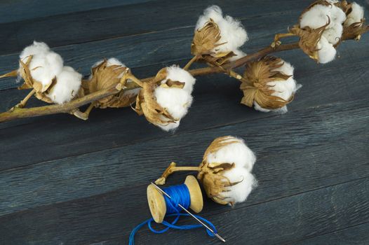 Raw cotton bolls growing on the bush and reel of bright blue yarn on close up with copy space conceptual of an agricultural crop and raw material