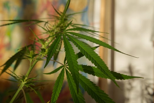 Close up on two fresh green marijuana leaves growing outdoors casting a shadow onto a white wall behind with copy space