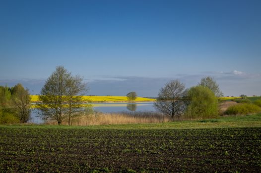 Spring agricultural landscape with colorful yellow rapeseed crop and lake with newly ploughed farm field in the foreground under a sunny blue sky