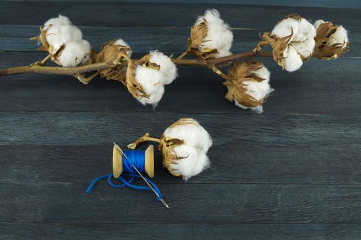 Natural cotton bolls with a branch with reel of bright blue yarn with copy space conceptual of an agricultural crop and raw material