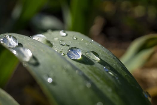Glistening droplets of water or rain on a broad fresh green leaf outdoors in a garden for bio or eco concepts in close up