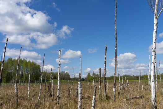 Dead trees on the swamp landscape with a mixed woodland in background on sunny day in countryside area