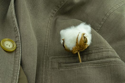 Brown corduroy jacket with a raw cotton boll from the plant in the pocket in a close up view in a conceptual image