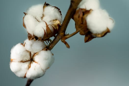 Balls of natural cotton with a branch over a gray background