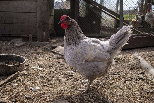 Side view close-up of a white hen outdoors at a farm in the countryside in a sunny day