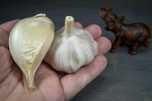 Elephant garlic (Allium ampeloprasum) clove and regular garlic bulb on the palm of hand