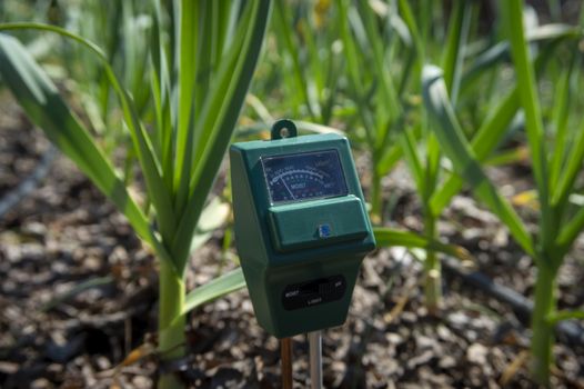 Agricultural meter to measure the moisture and pH content of the soil in a field with fresh green spring seedlings during crop cultivation