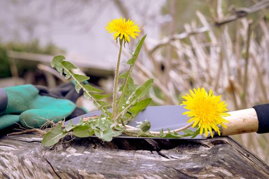 Uprooted yellow dandelion plant with green leaves and flowers standing upright on a spade or shovel resting on a wooden garden table conceptual of spring weeding and gardening